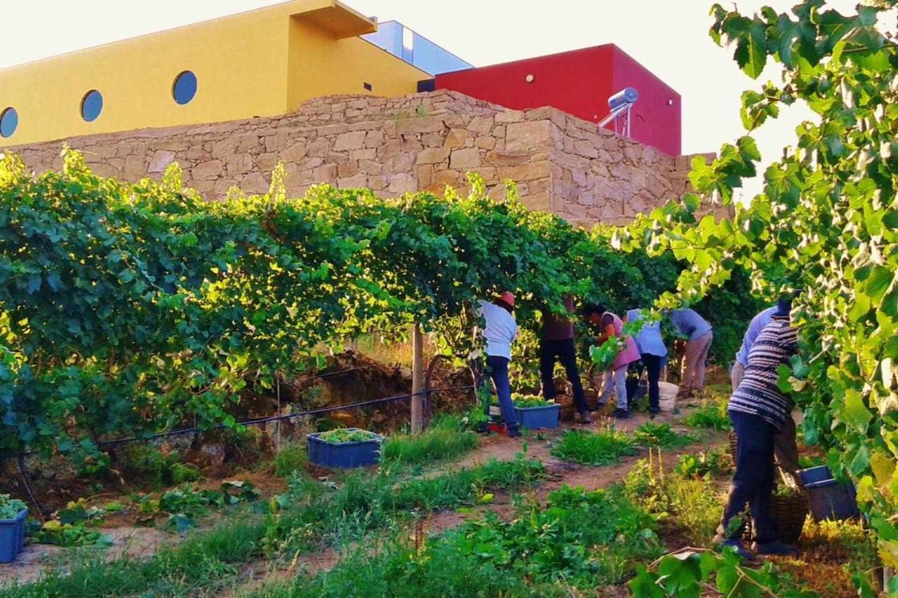 Casa das Vinhas Camélias de BastoTurismo Rural Celorico De Basto Exterior foto